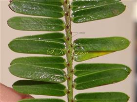  Leaves